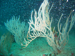 imag0511.jpg