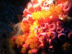 imag0604.jpg