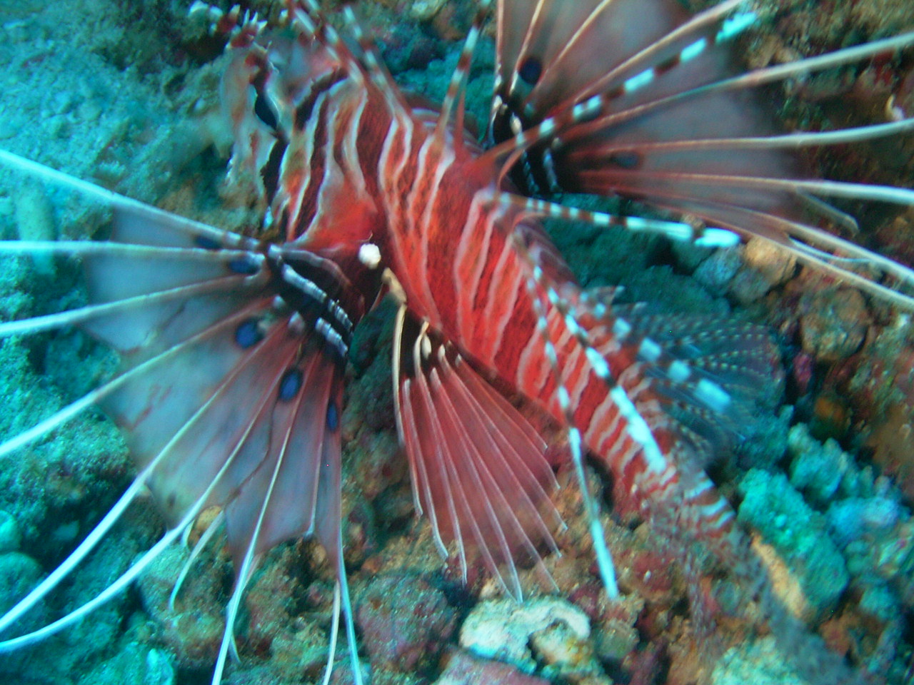 imag0775.jpg